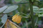 Sicklepod <BR>Coffeeweed